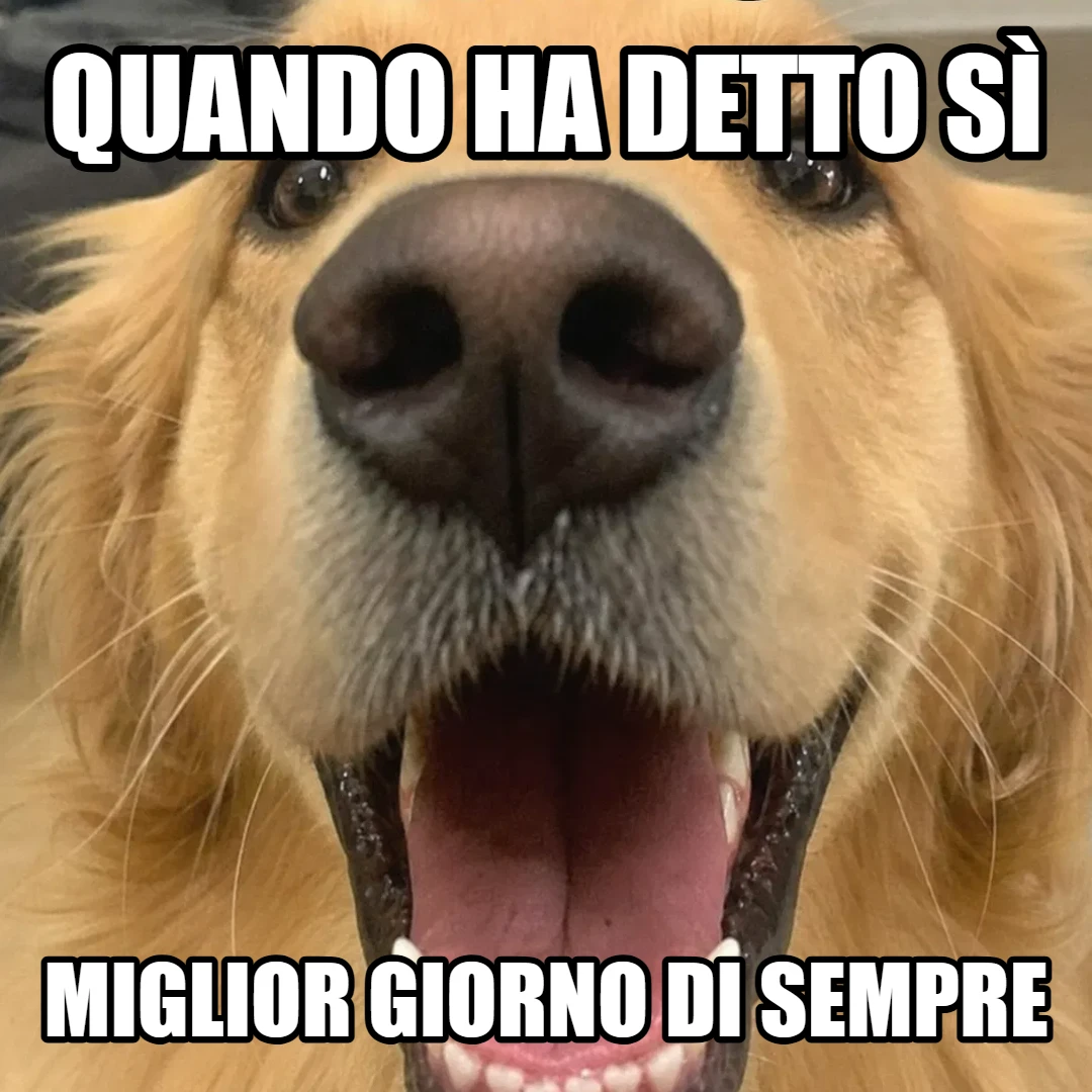 Meme: quando ha detto sì, miglior giorno di sempre
